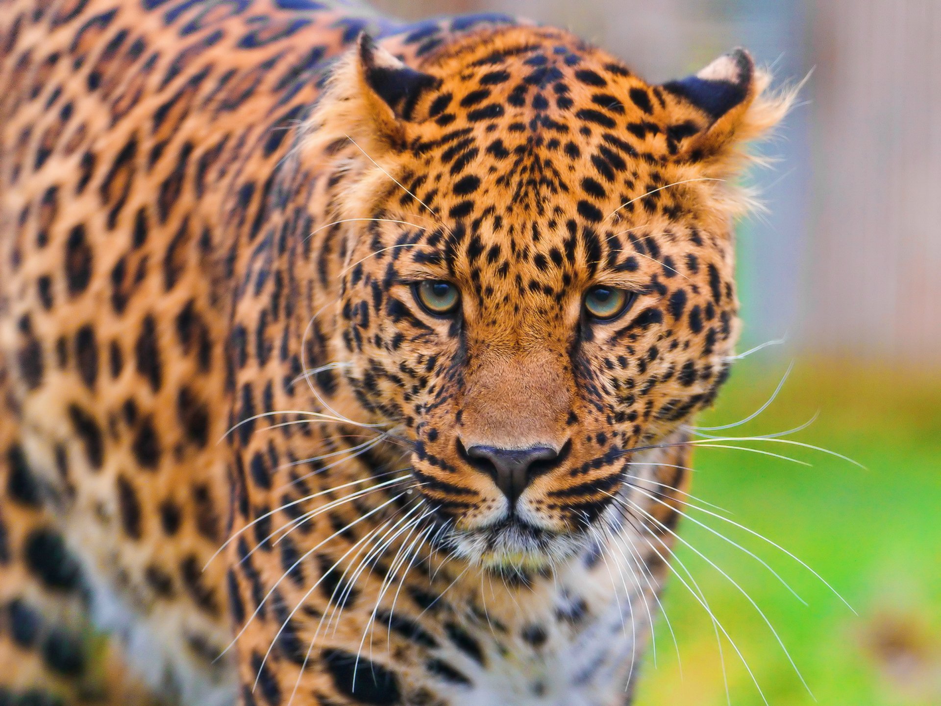 leopard pantera pardus pysk stoi patrzy piękny cętkowany tapety na pulpit