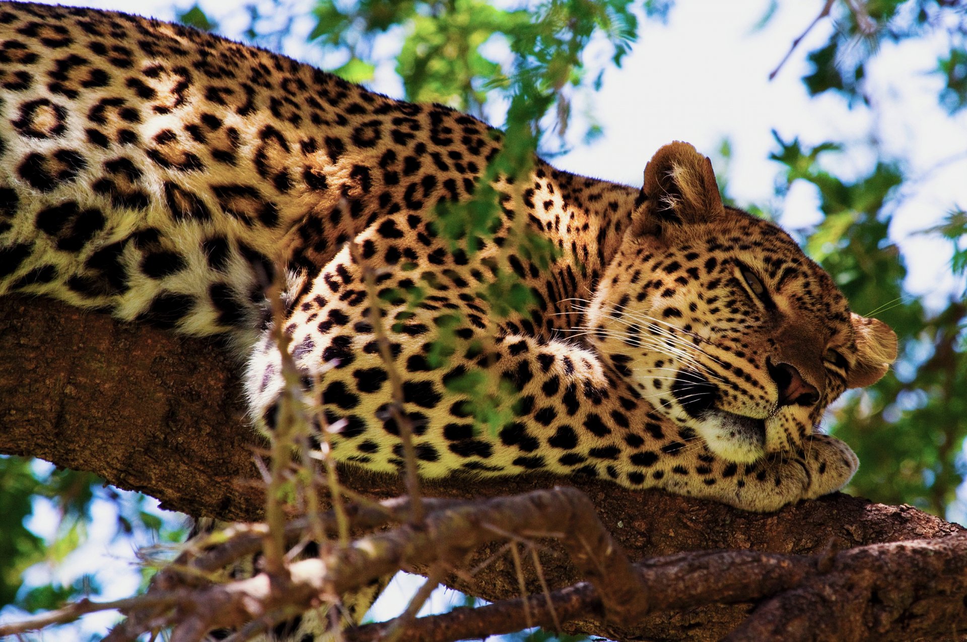 leopardo árbol pata descanso