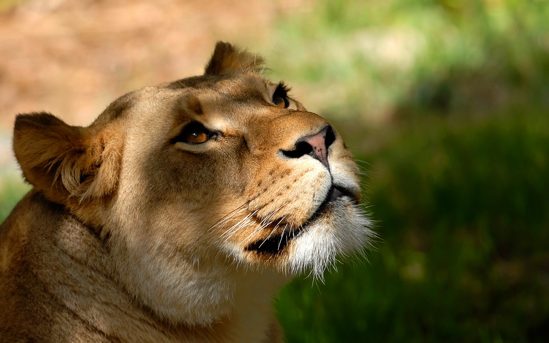 leone leonessa testa sguardo muso baffi sfondo carta da parati