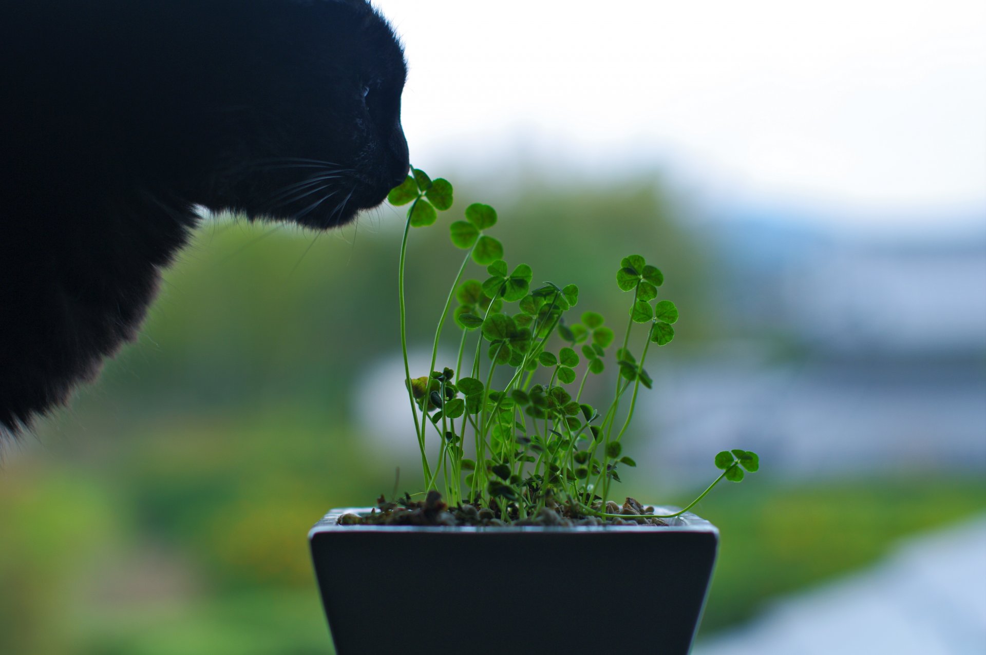 cat black nose sniffs flowers plant green greenery green macro