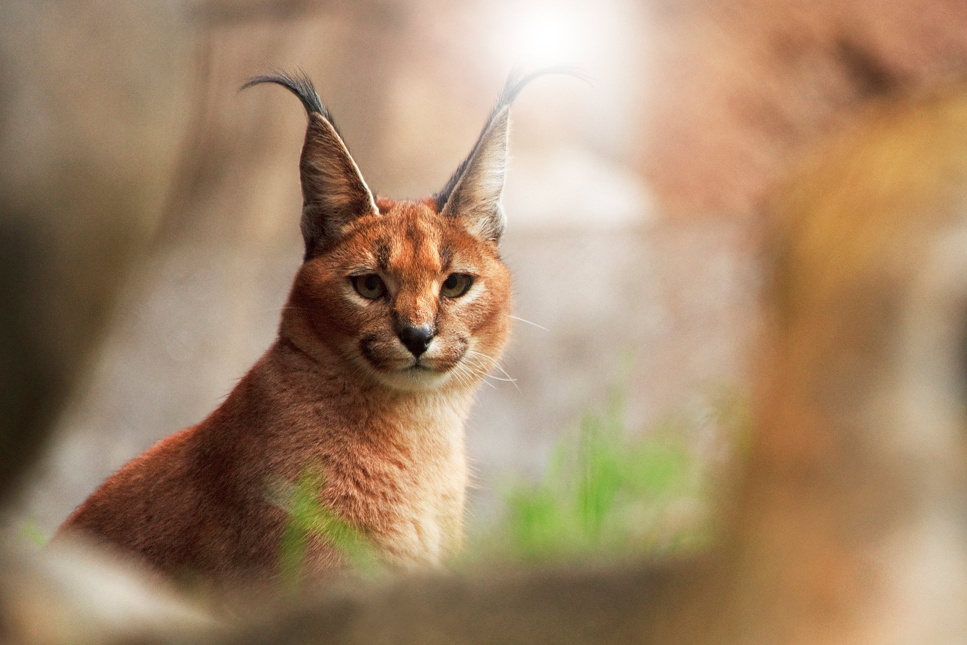 cat caracal watches background blur