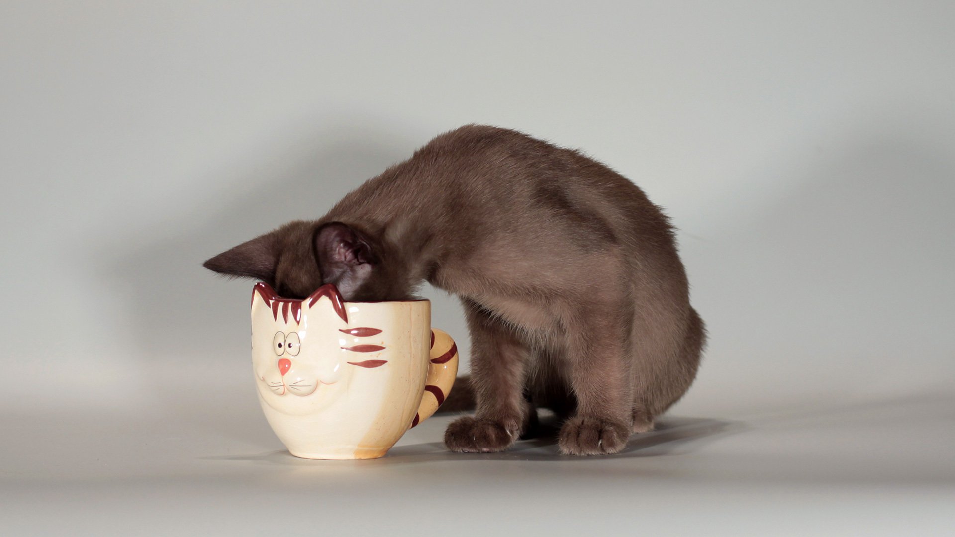 gato taza hocico