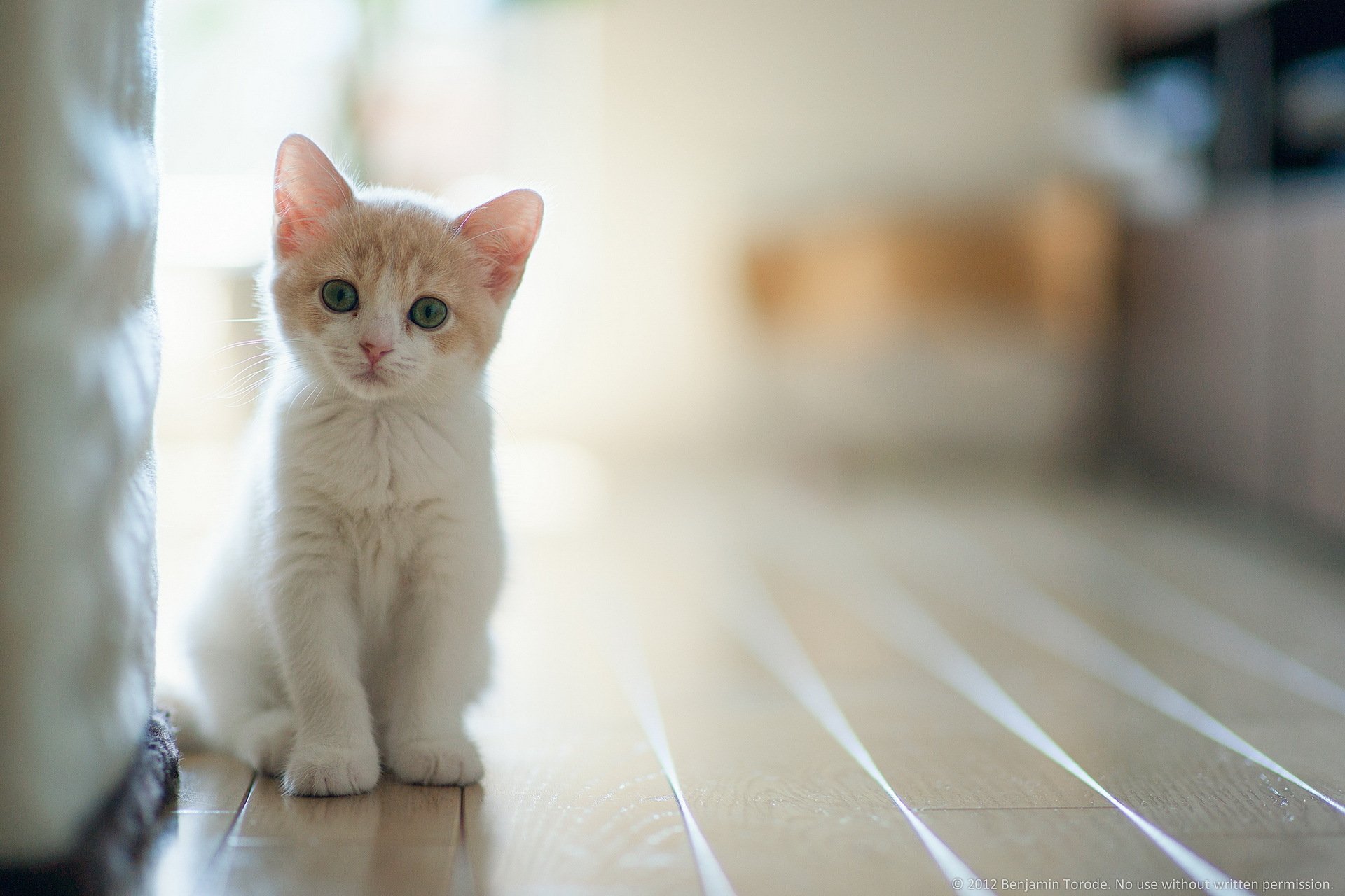 chat maison lumière