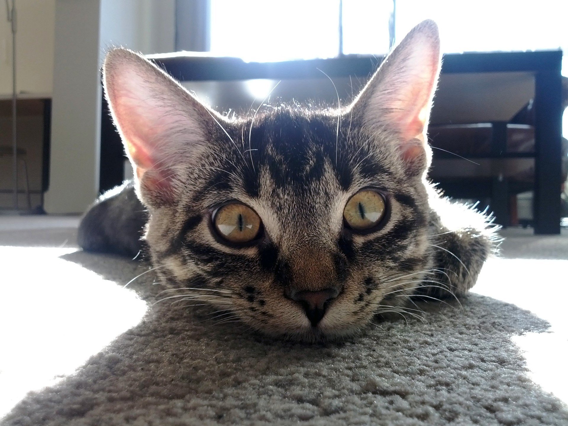 boden strahlen schatten tisch zimmer katze cool ohren schnurrbart augen blick katze katze