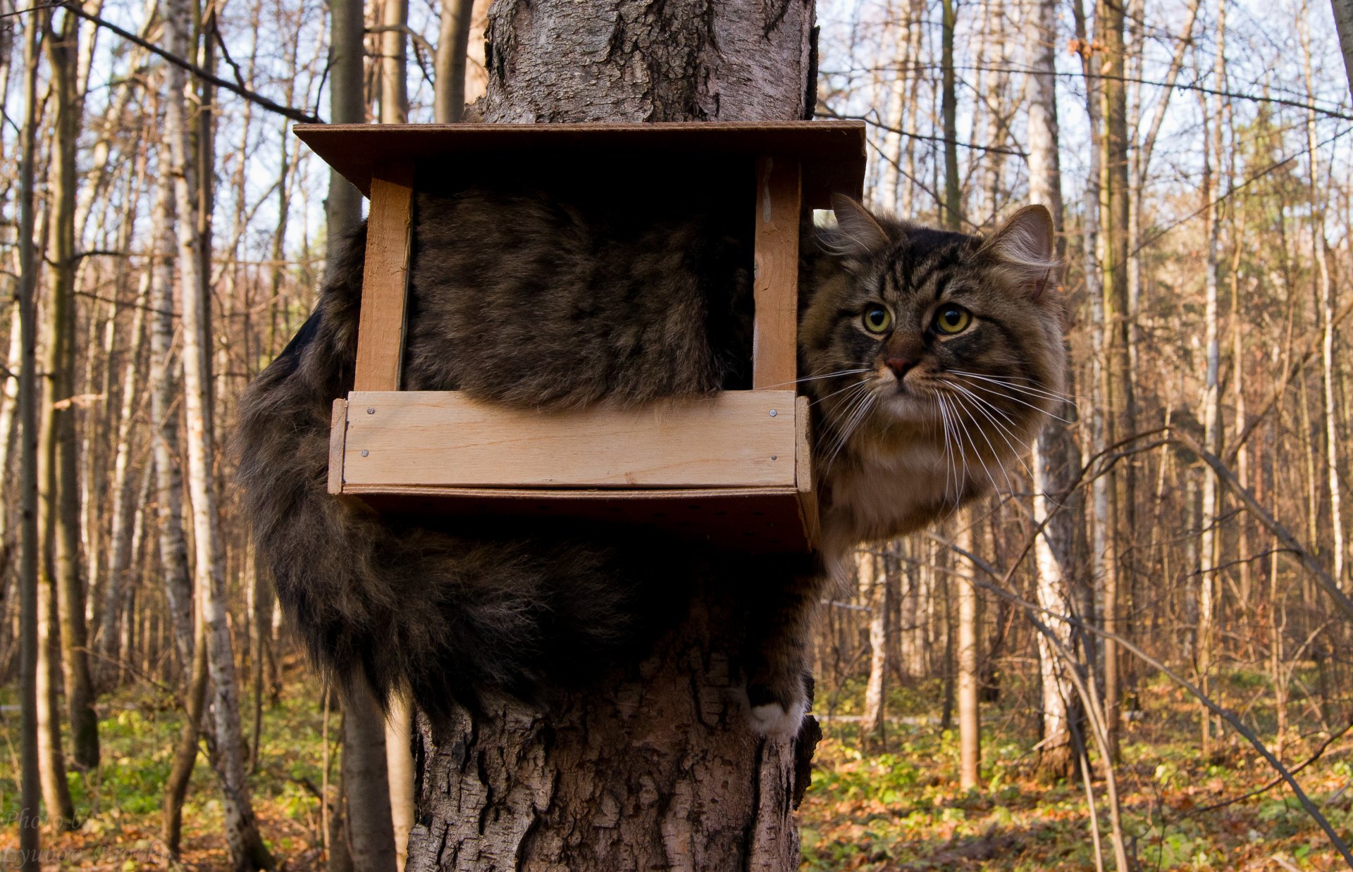 gato árbol comedero