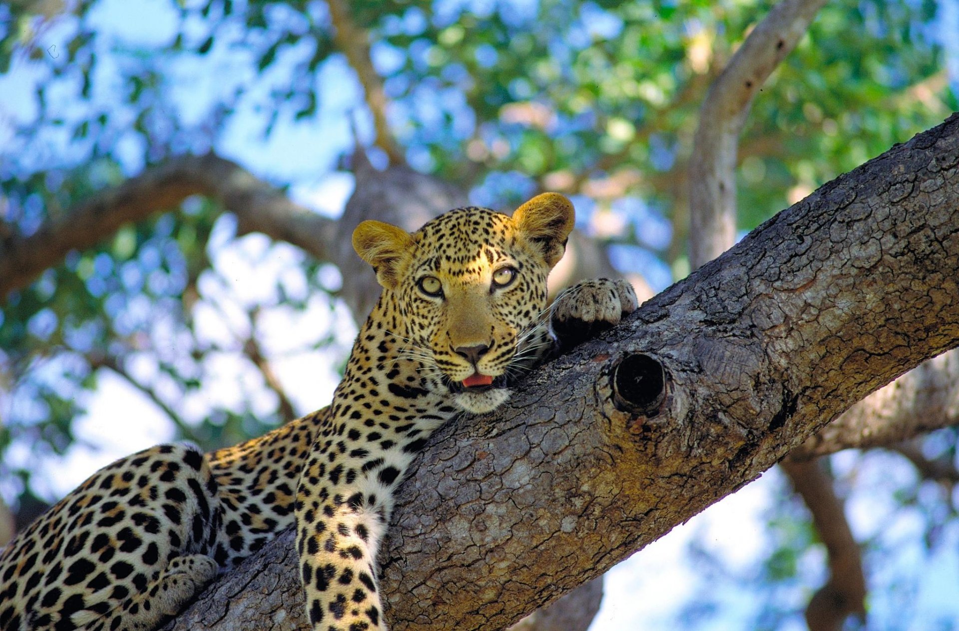 leopard gefleckt wildkatze am baum liegt schaut schnauze schnurrbart