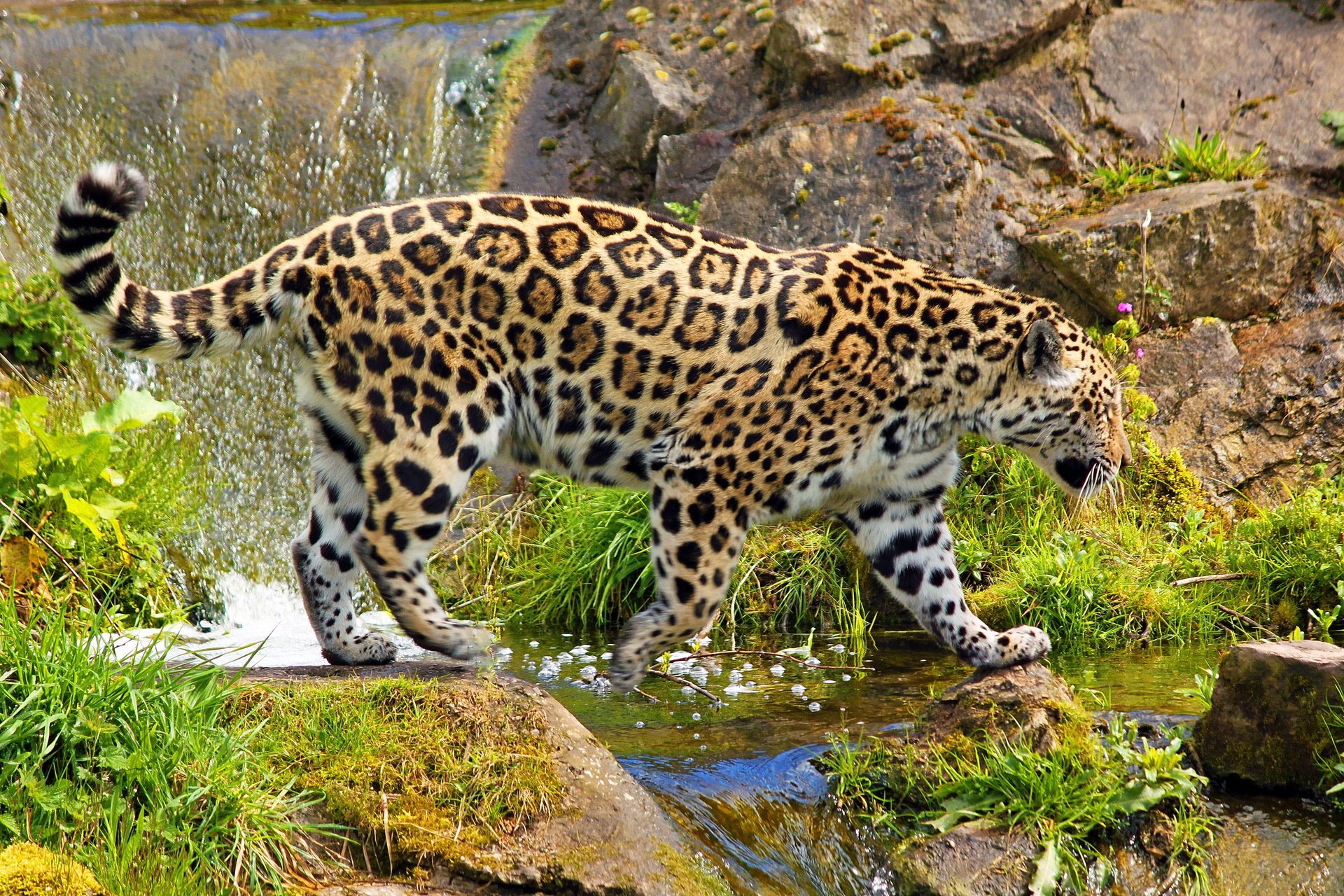 jaguar big cat stones waterfall