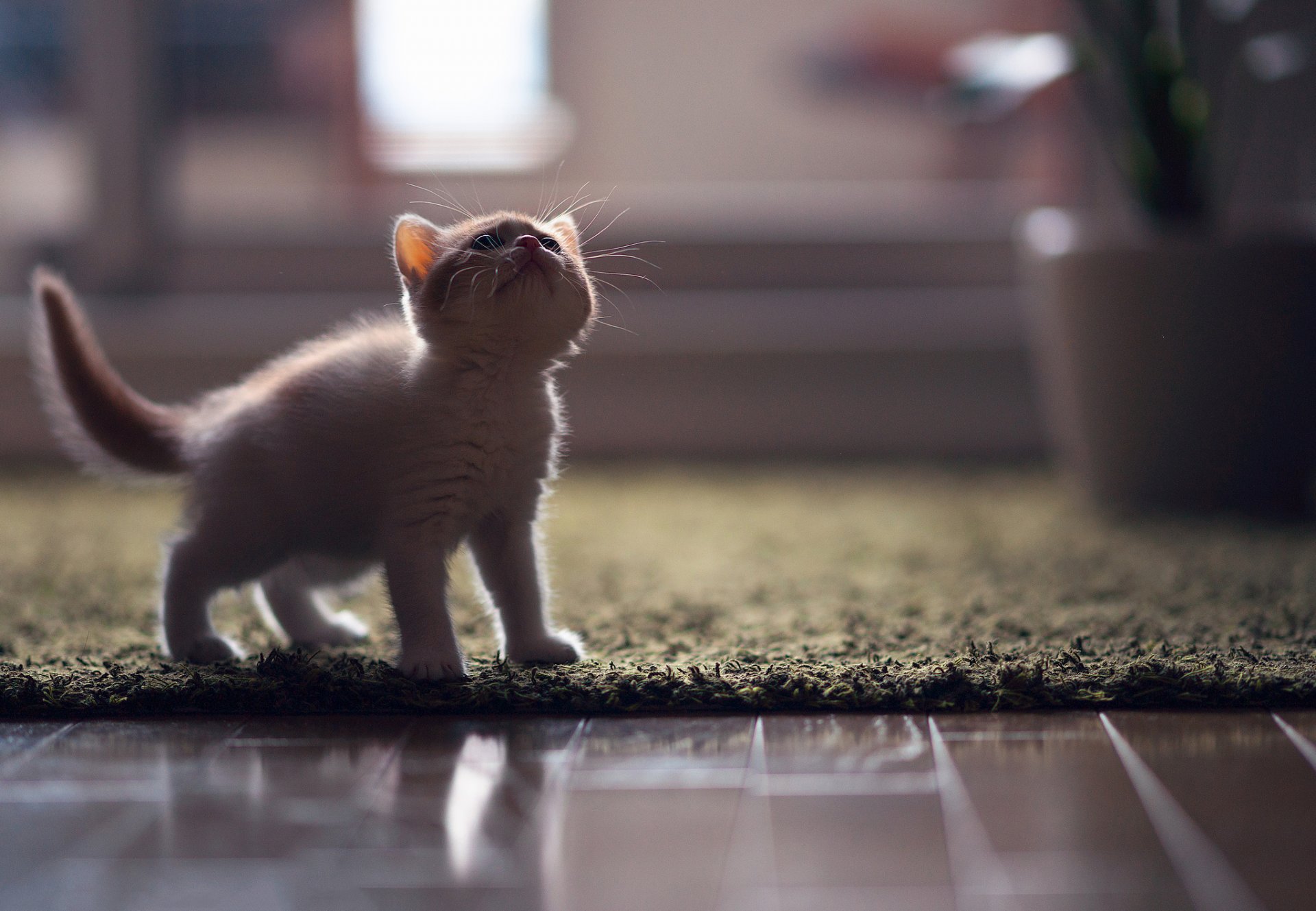 chat chaton hannah © ben torode