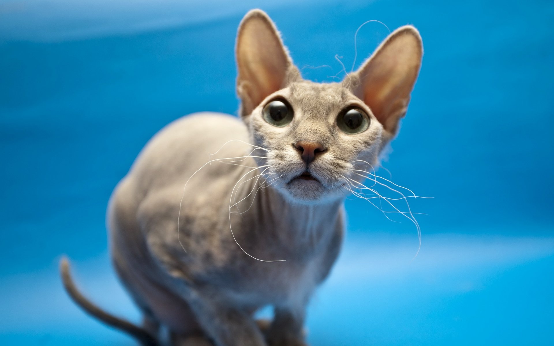 cat sphinx view