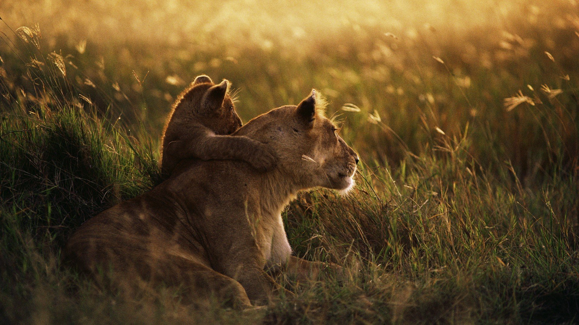 lionne lionceau herbe famille clairière