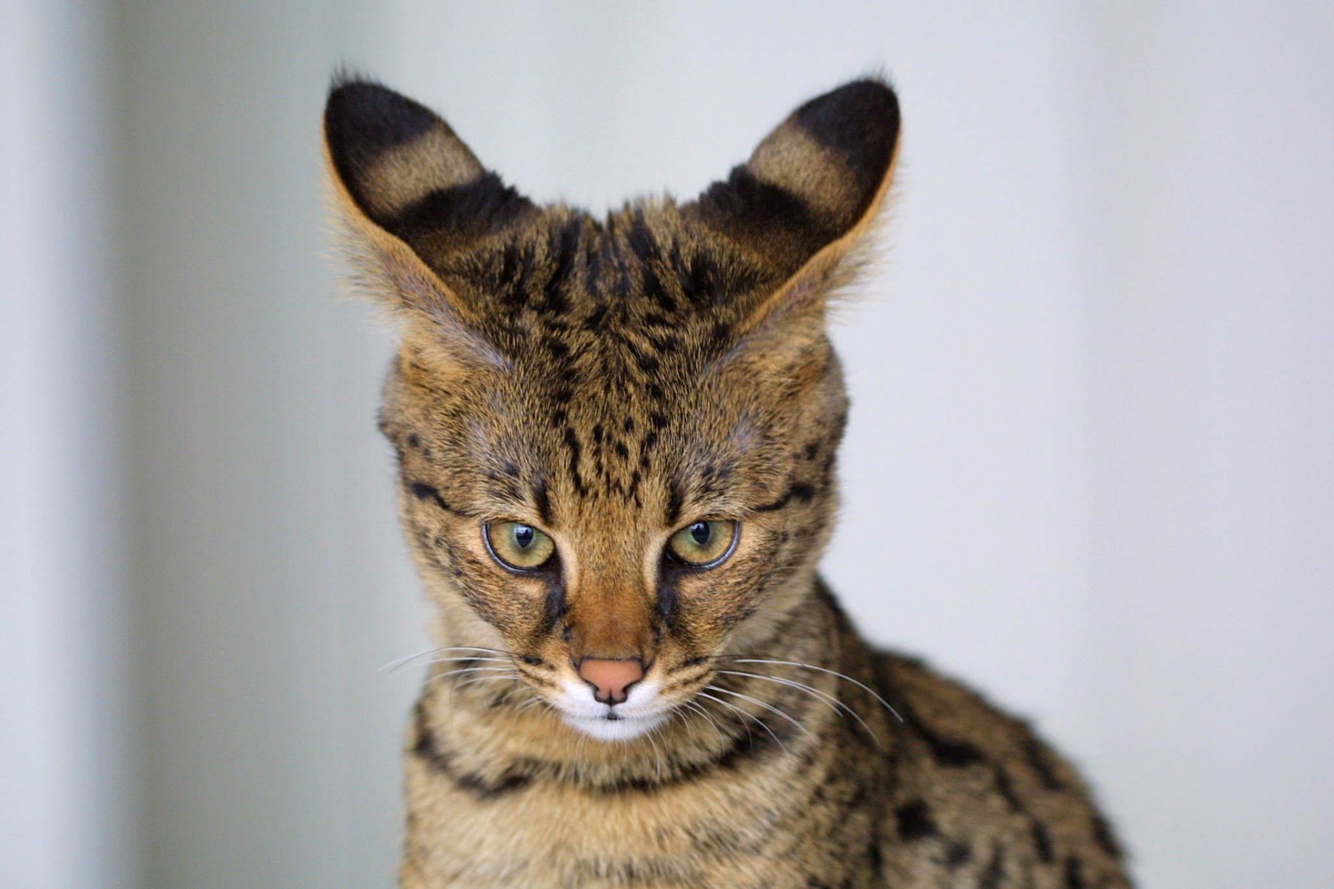 serval orejas mirada fondo