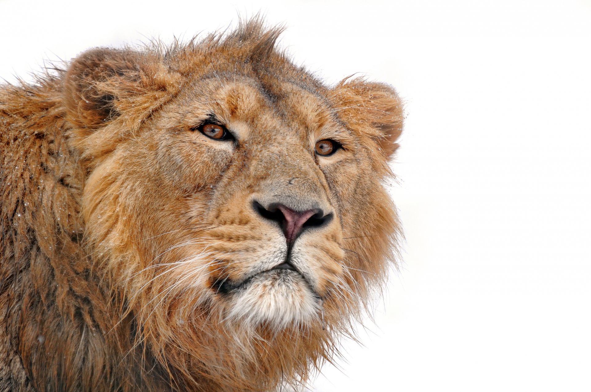 lion panthers lion young muzzle mustache looks mane predator on a white background