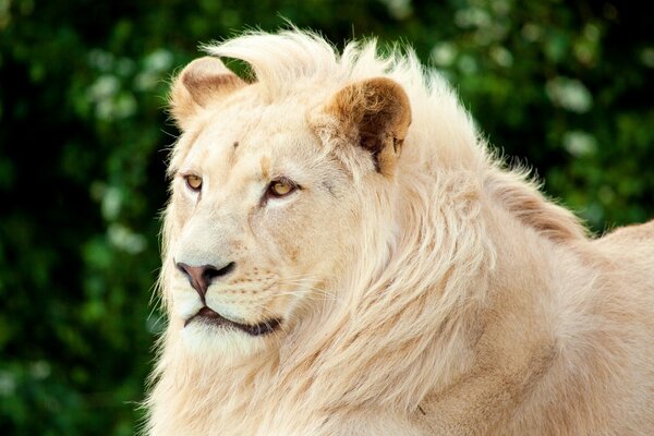 The golden lion s mane in the light