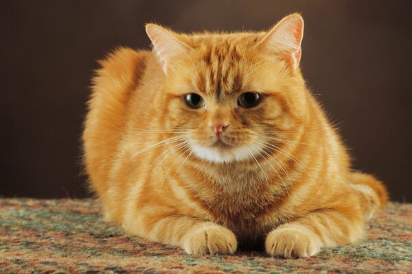 A striped, red-haired cat is lying on the carpet