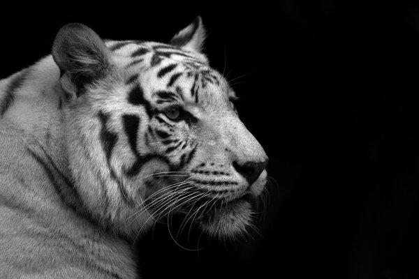 Fond d écran noir et ancien où le tigre regarde au loin