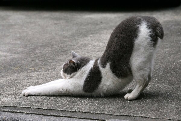 Gris de cola corta con gato blanco