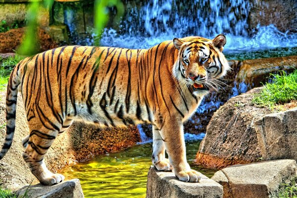 A daring tiger on the rocks near the waterfall