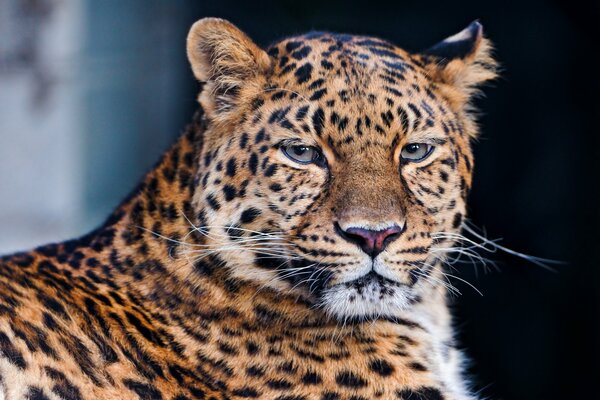 The sad look of the spotted leopard