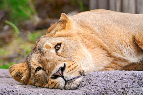 Belle lionne en regardant la caméra