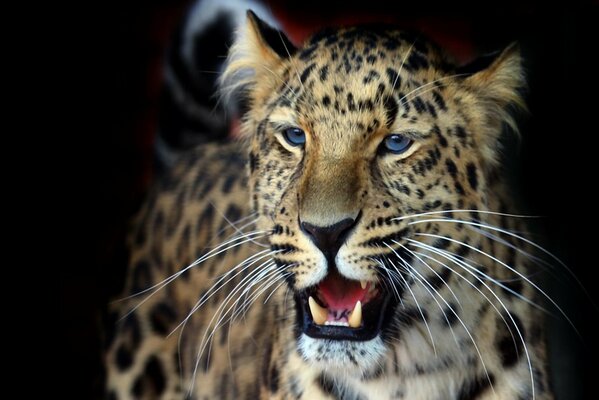 Sonrisa de leopardo manchado con bigote largo