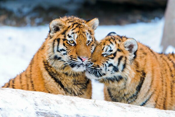 A pair of tigers cuddle in winter