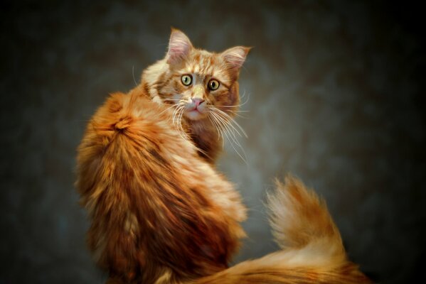 Le regard d un chat roux avec une queue luxuriante