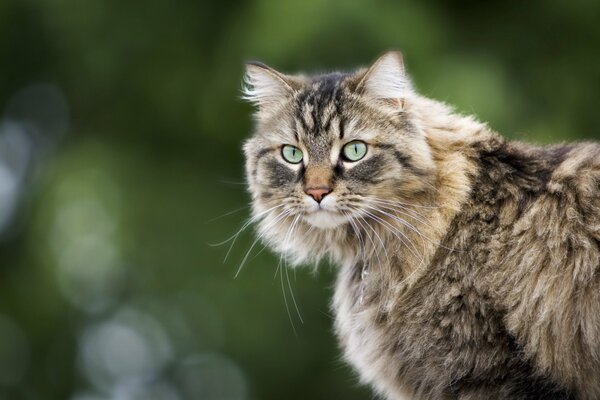 El gato peludo Mira de cerca en la distancia