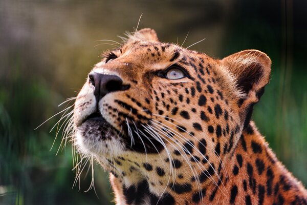 Der Leopardenlook ist herrlich schön