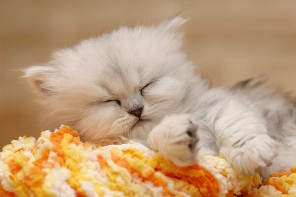 Mignon chaton moelleux dort doucement