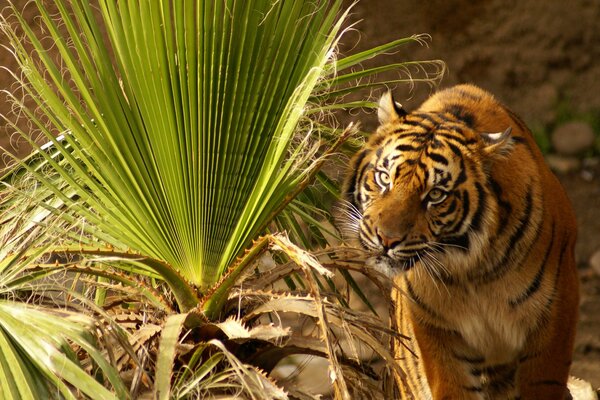 Ein angespannter Tiger isst grünes Gras