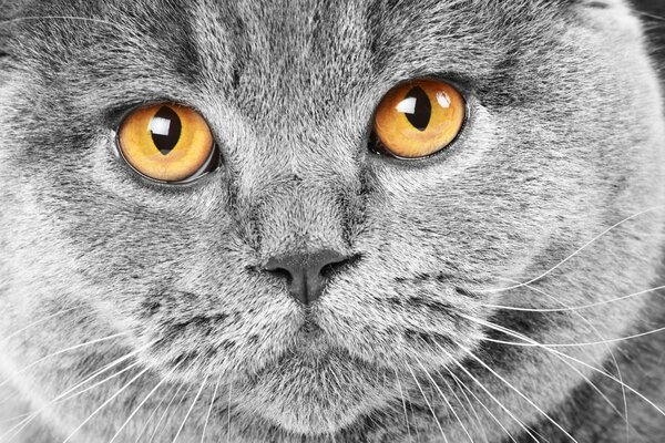 Grey British cat with yellow eyes