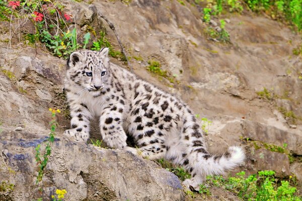 Snow leopard climbs the scree