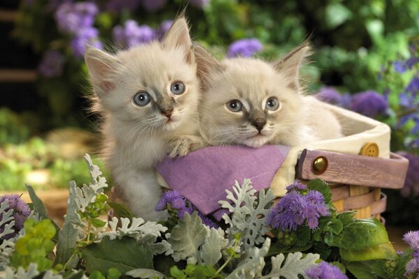 Chatons mignons dans un panier cadeau