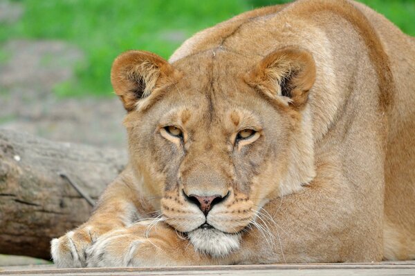 Lioness resting after hunting