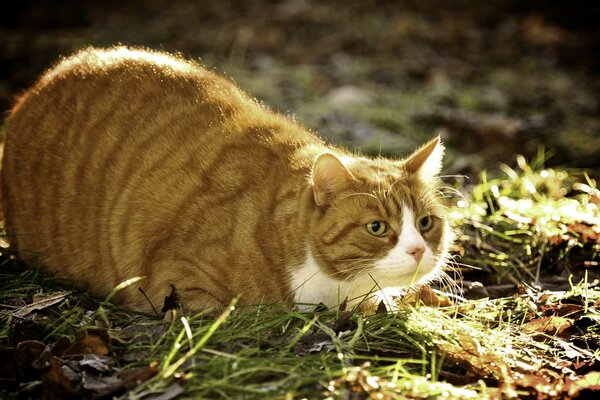 Gato gordo en verano en la naturaleza