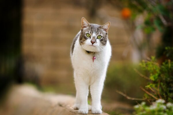 Gatto con zampe bianche in un collare