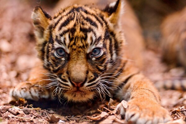 A tiger cub with outstretched paws and blue eyes