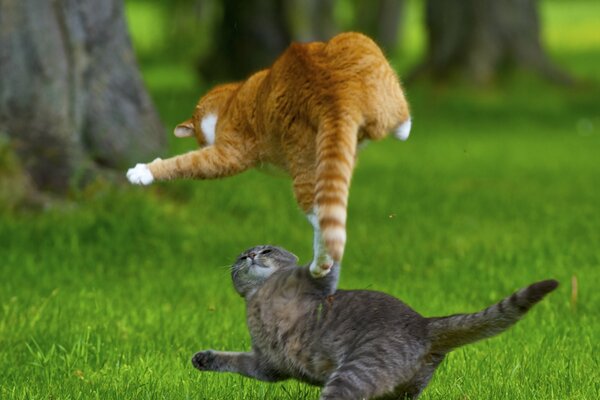 Les chats jouent dans l herbe sur la pelouse