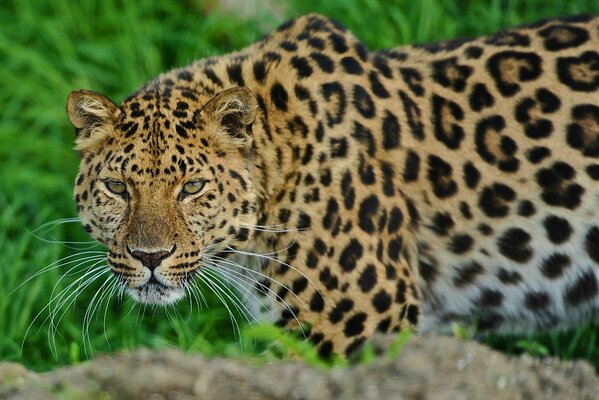 Ein riesiger Leopard steht und schaut zu