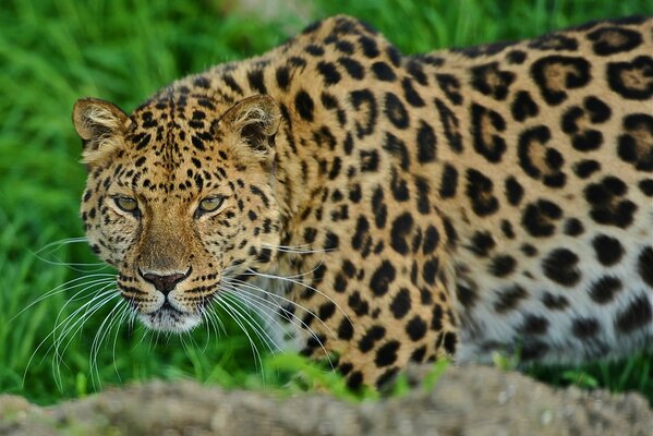 A huge leopard stands and looks