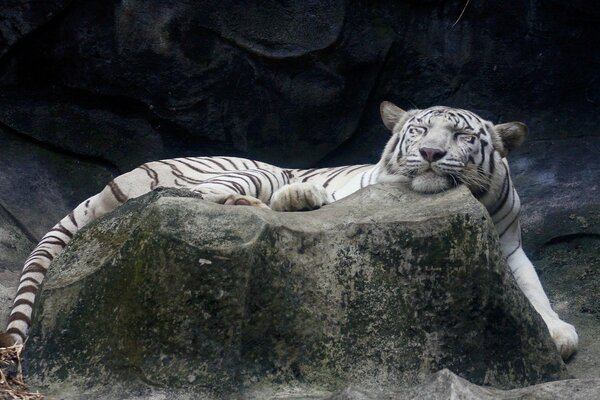 Ein zufriedener Albino-Tiger schläft auf einem Stein