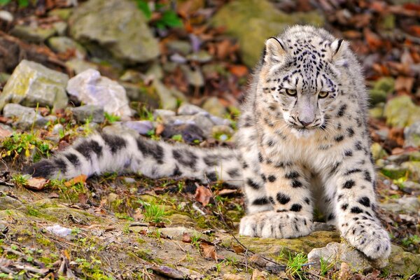 Giovane leopardo delle nevi in natura