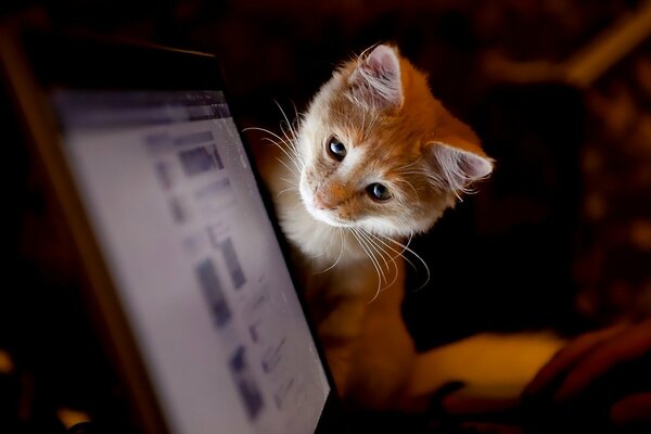 The kitten looks at the computer monitor