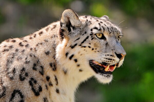 El hocico manchado de un leopardo de las Nieves