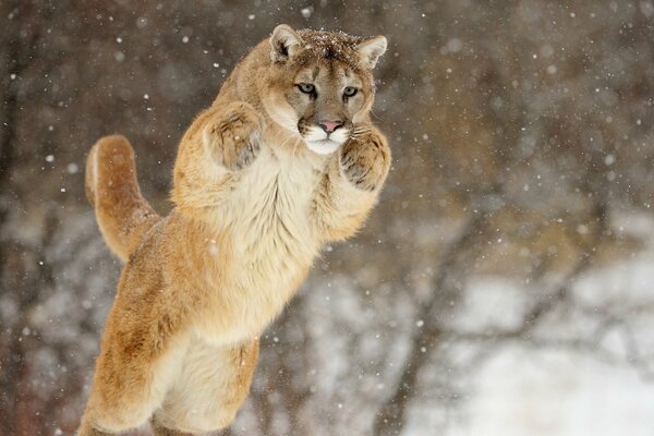 Puma jump on the background of snow