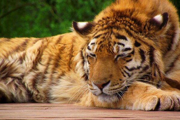 Tigre dobla sus patas y descansa sobre tablas