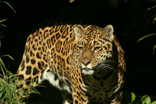 Jaguar with the look of a predator on the hunt