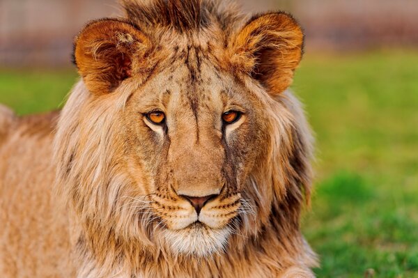 Beau Lion avec une crinière duveteuse