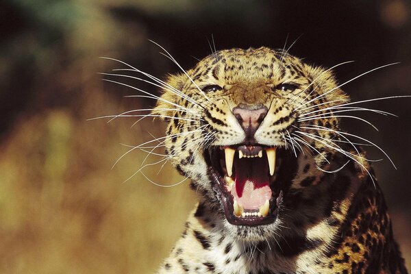 Leopardo con lunghi baffi e bocca aperta