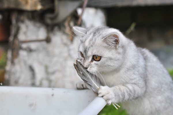 Beau chaton blanc avec des plumes dans les pattes